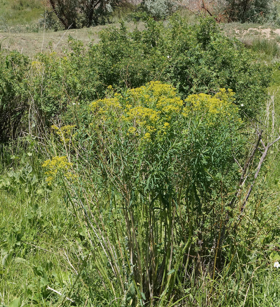 Изображение особи Euphorbia soongarica.