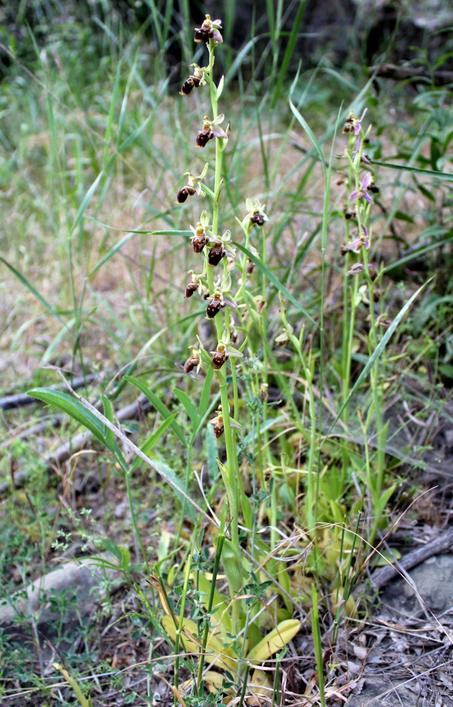 Image of Ophrys oestrifera specimen.