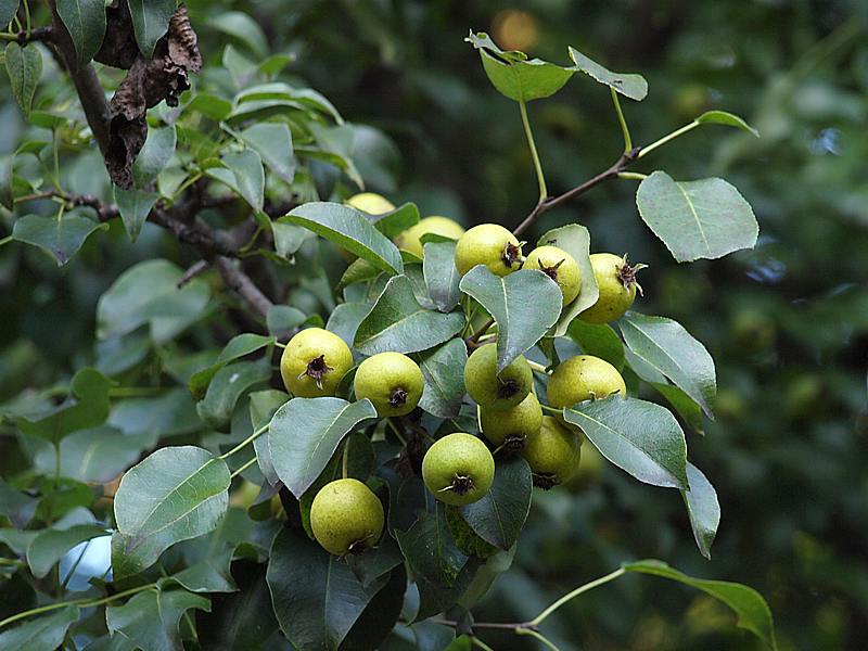 Изображение особи Pyrus pyraster.