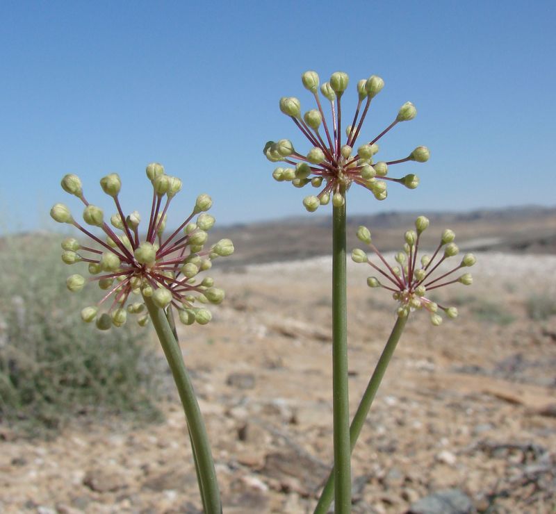Image of Allium sabulosum specimen.