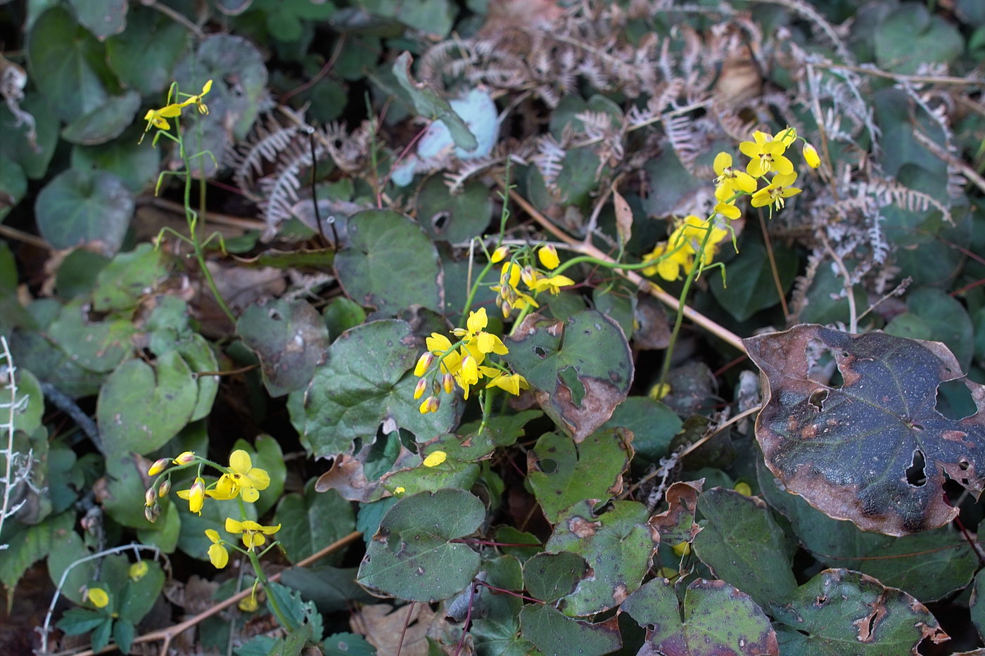 Image of Epimedium colchicum specimen.