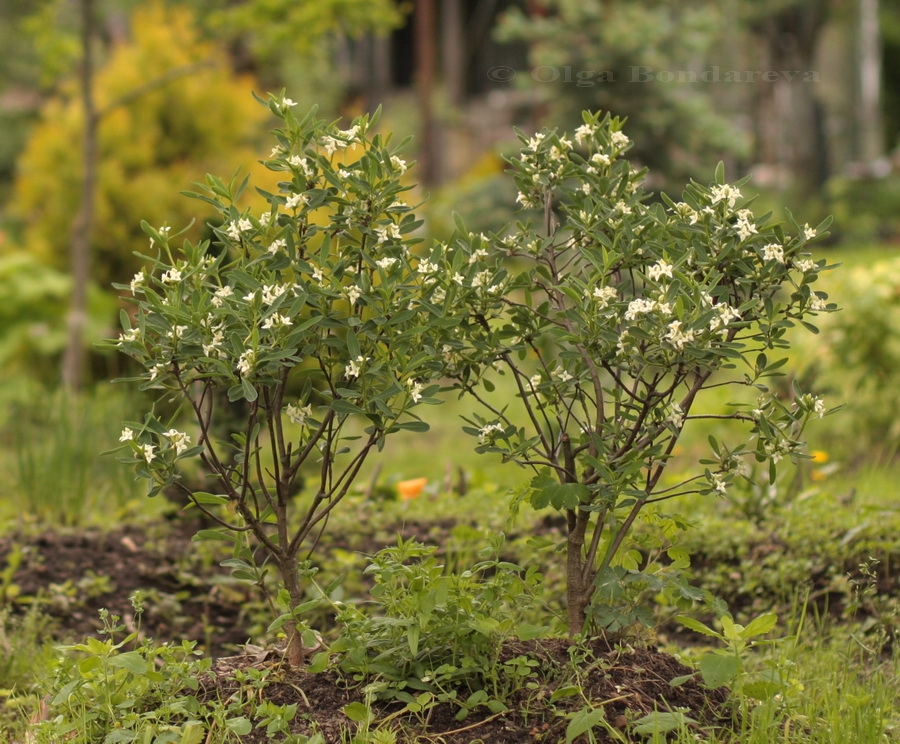 Image of Daphne alpina specimen.