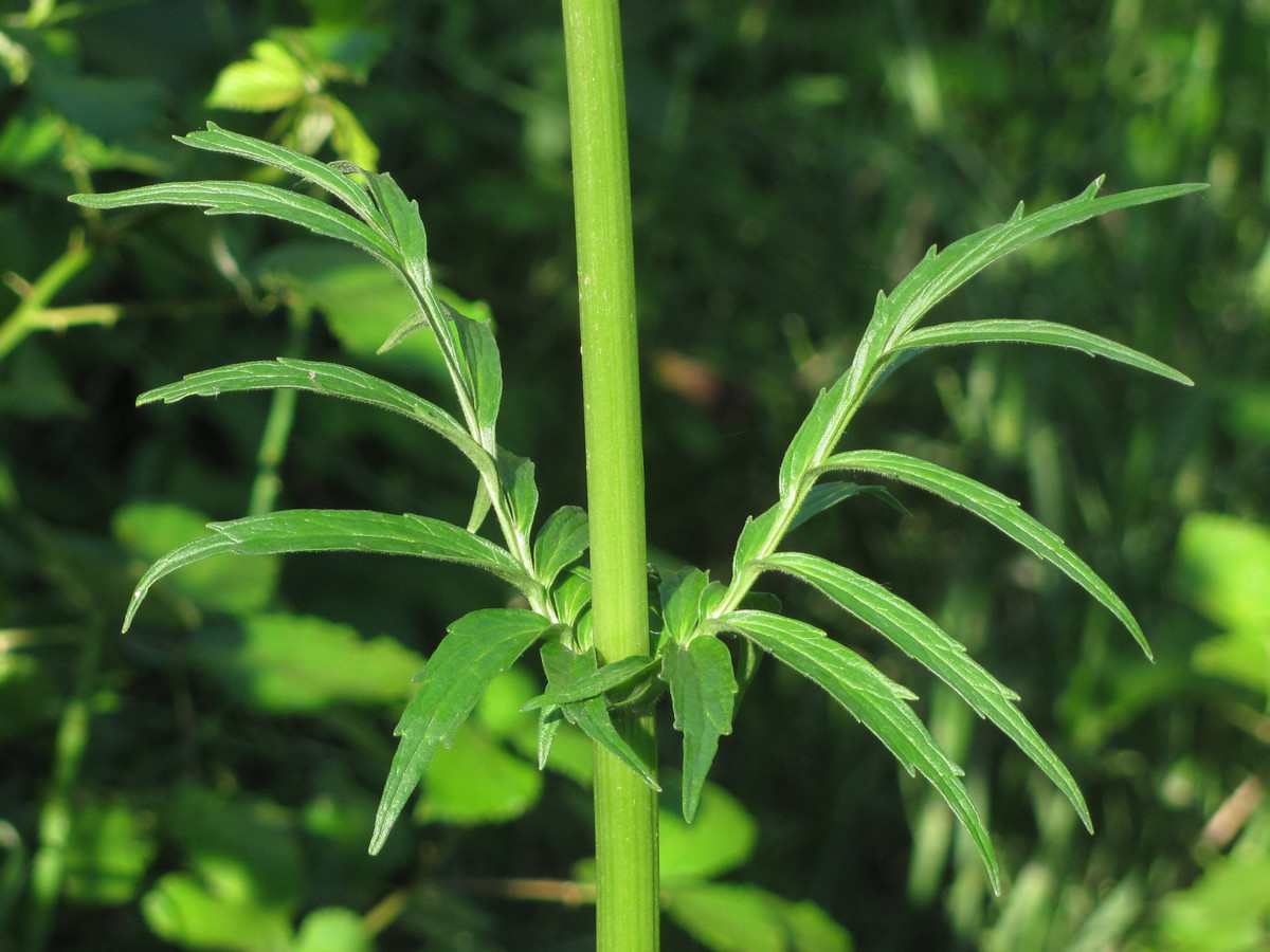 Image of Valeriana grossheimii specimen.