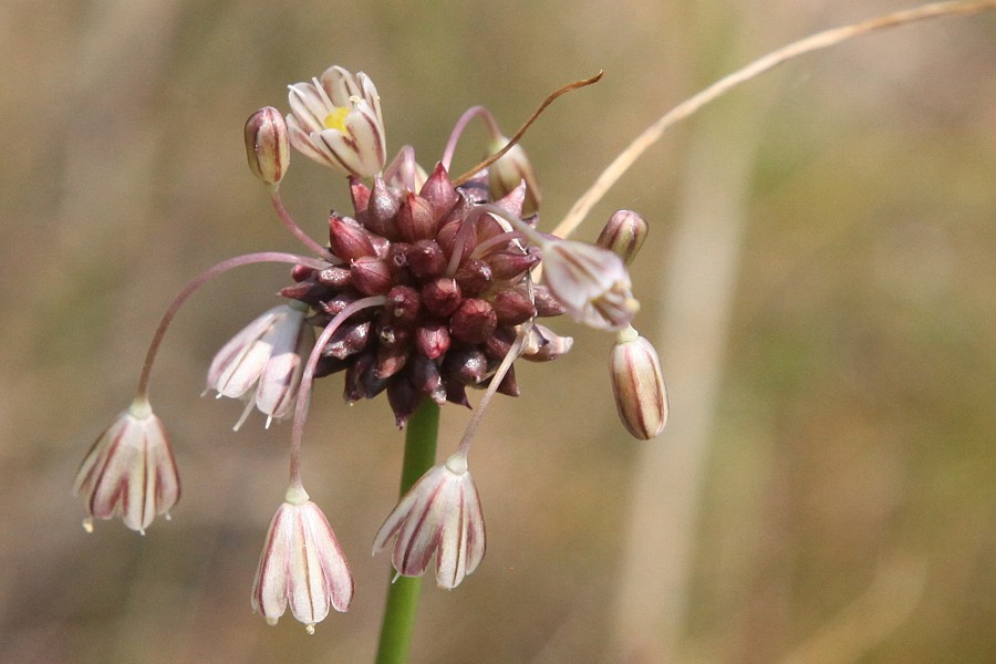 Image of Allium oleraceum specimen.