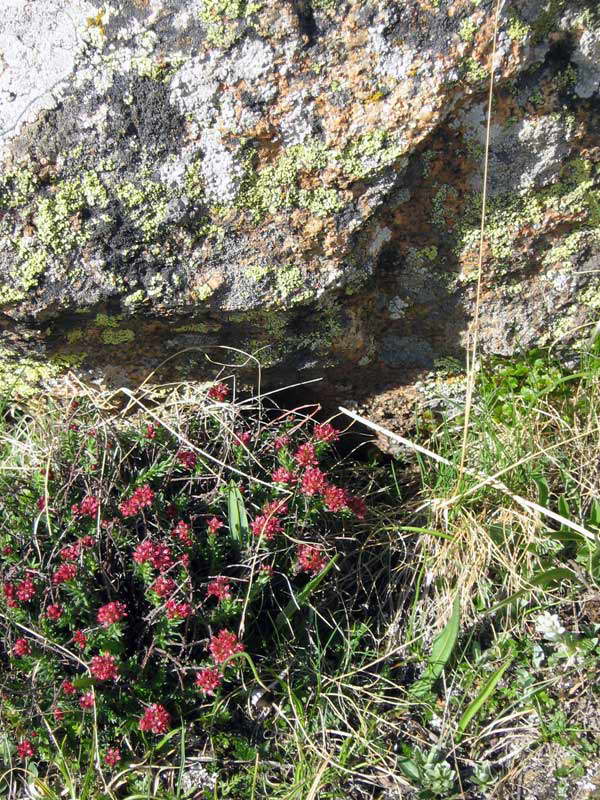 Image of Rhodiola coccinea specimen.