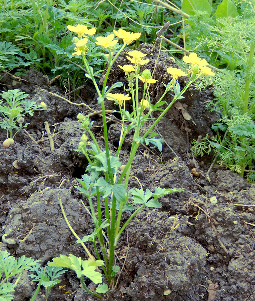 Image of Ranunculus sardous specimen.