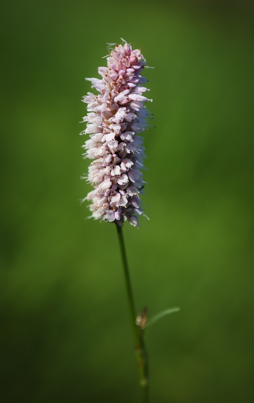 Изображение особи Bistorta officinalis.