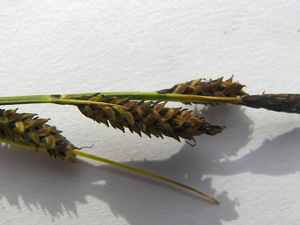 Image of Carex transcaucasica specimen.