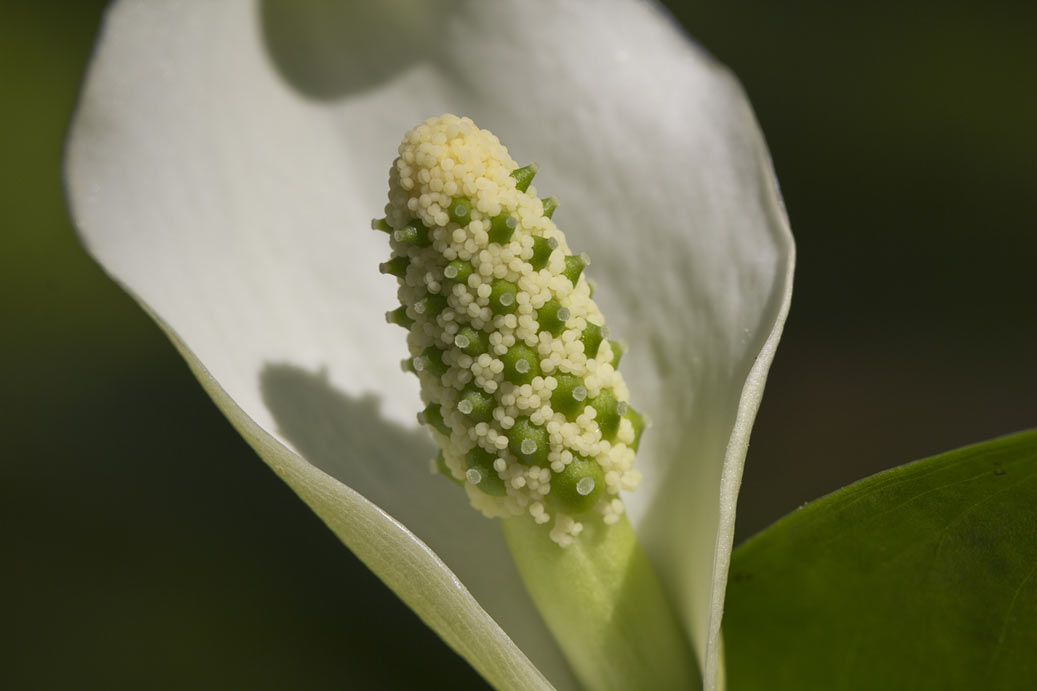 Изображение особи Calla palustris.