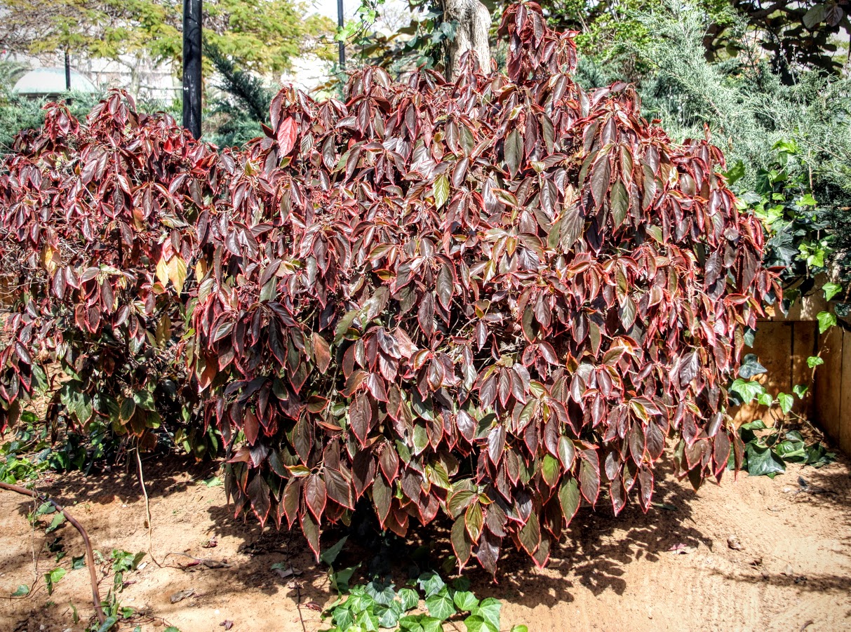 Image of Acalypha wilkesiana specimen.