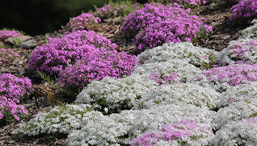 Image of Phlox subulata specimen.