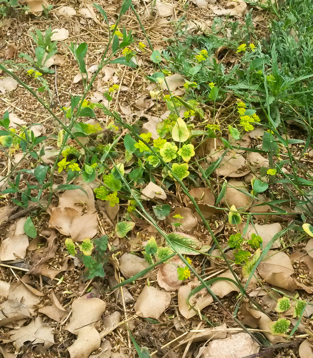 Image of Bupleurum subovatum specimen.