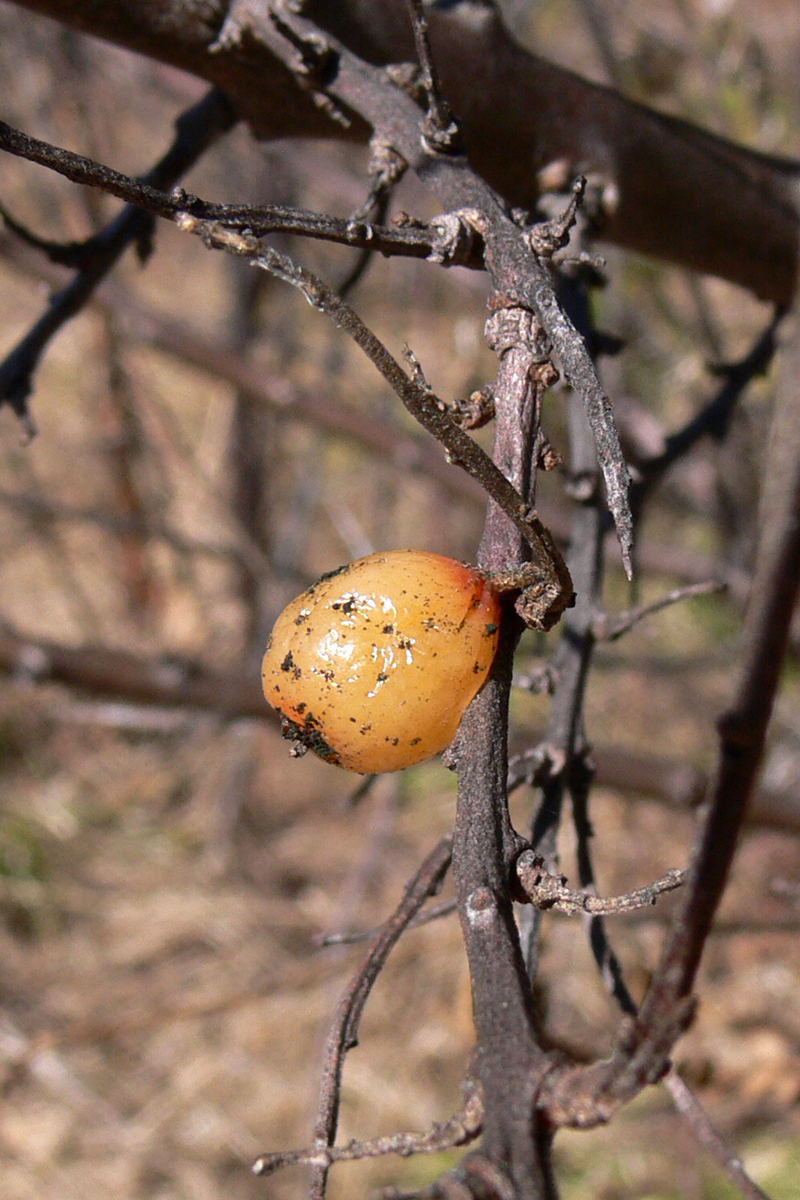 Изображение особи Hippophae rhamnoides.