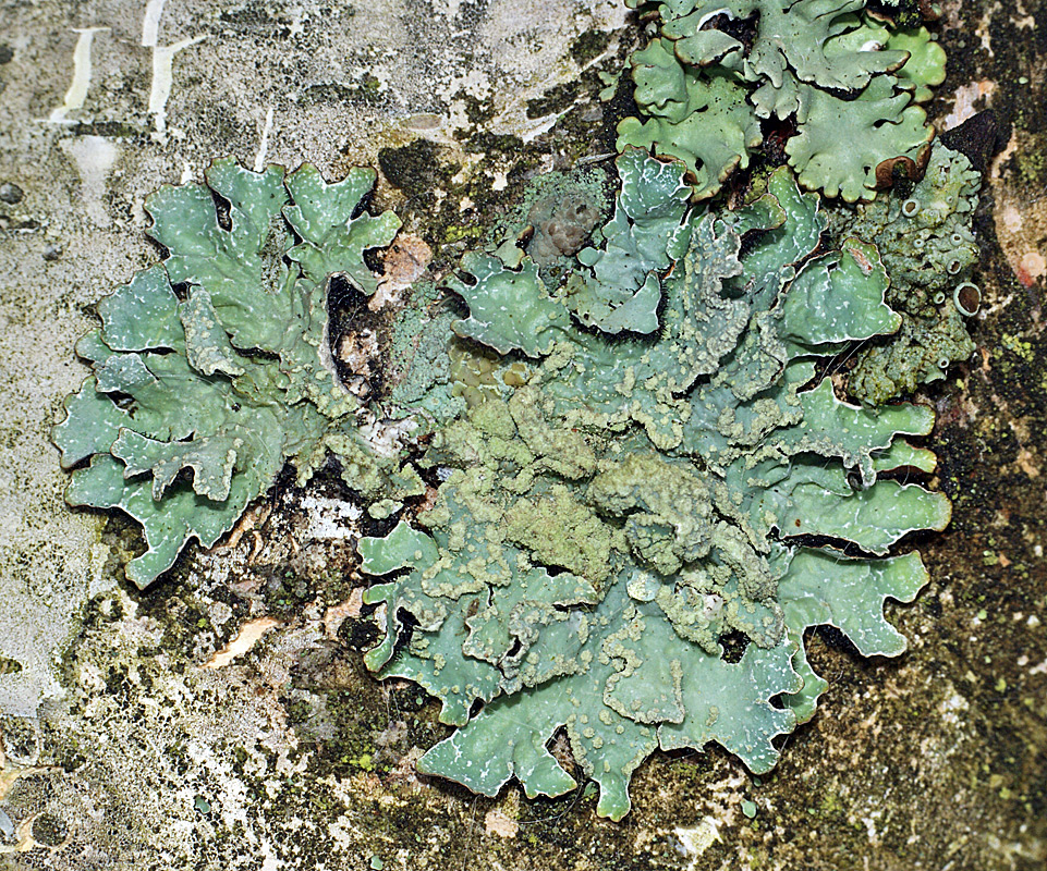 Image of Parmelia sulcata specimen.