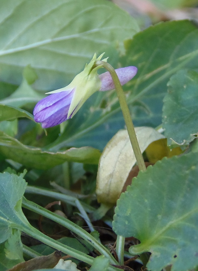 Image of genus Viola specimen.