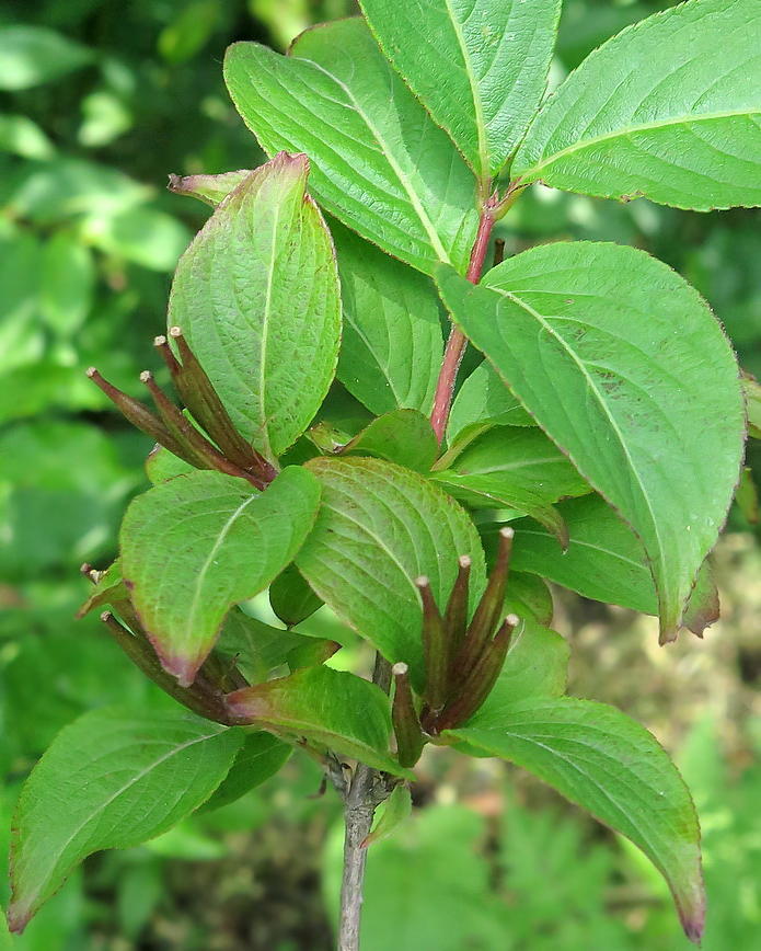 Image of Weigela praecox specimen.