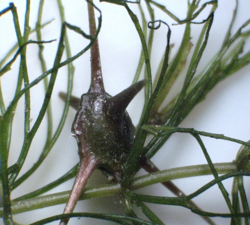 Изображение особи Ceratophyllum oryzetorum.