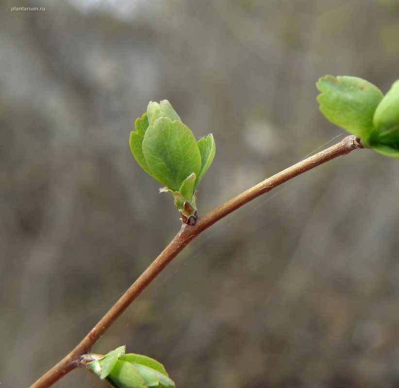 Image of Spiraea &times; vanhouttei specimen.