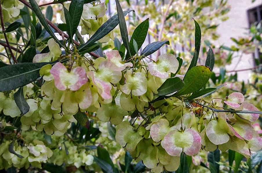 Image of Dodonaea viscosa specimen.