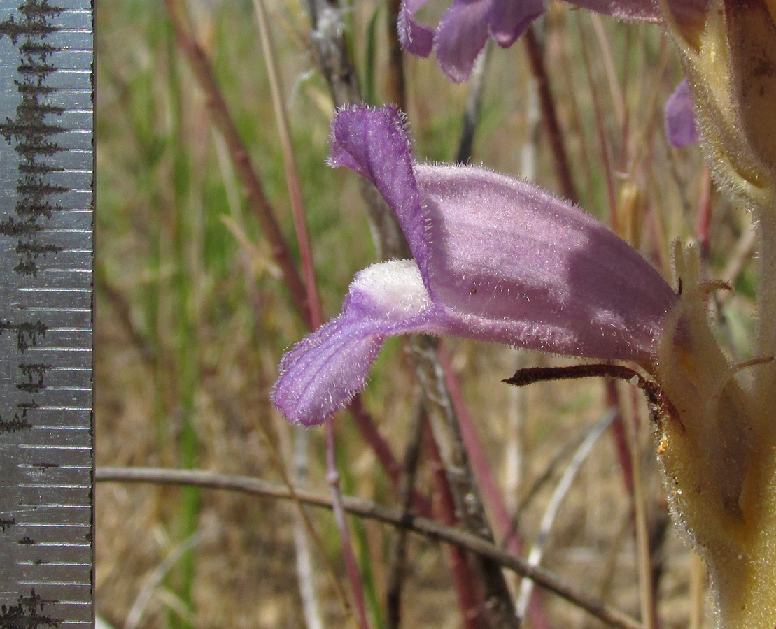 Image of Phelipanche arenaria specimen.