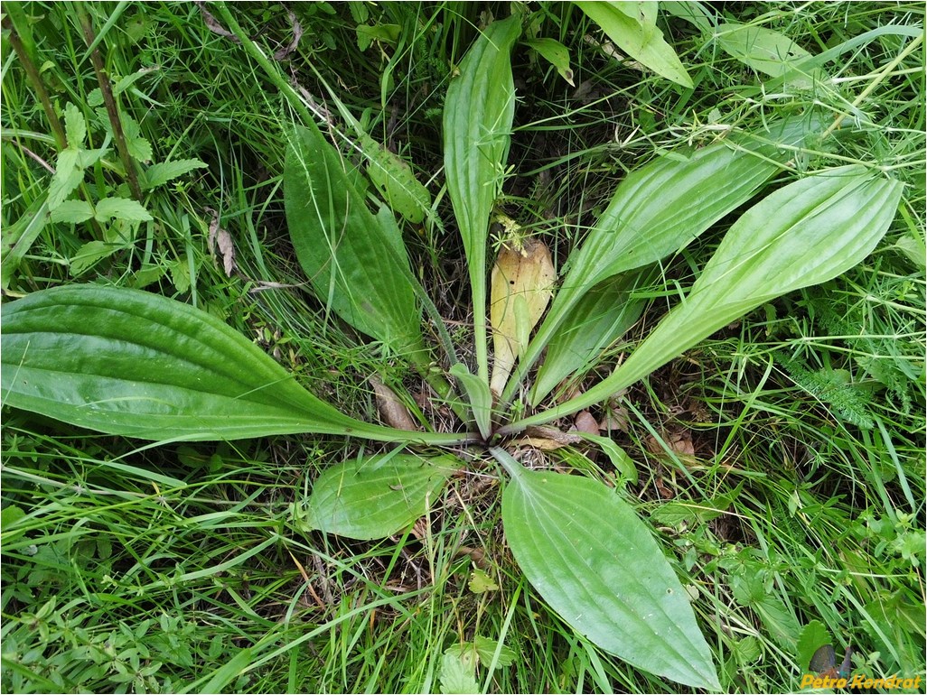 Image of Plantago media specimen.