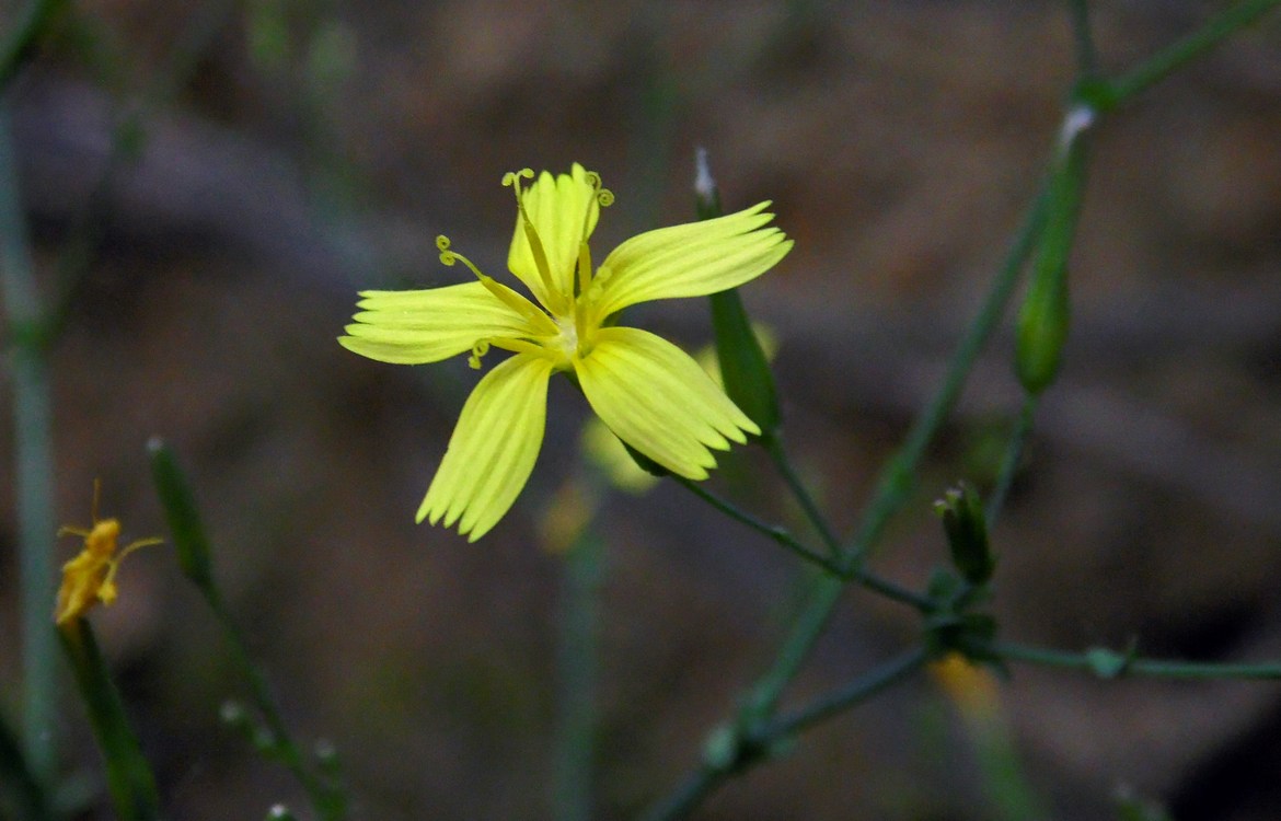 Image of Mycelis muralis specimen.