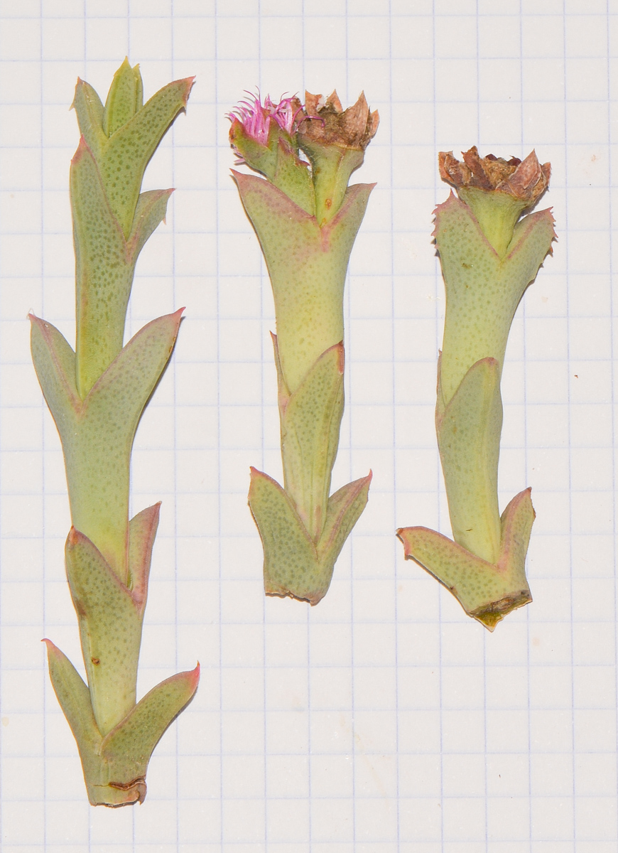 Image of Ruschia perfoliata specimen.