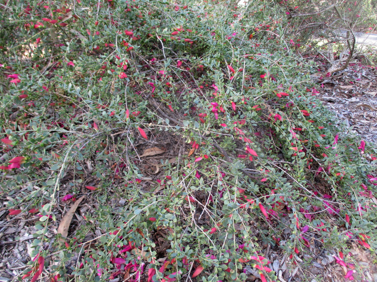 Image of Eremophila brevifolia specimen.