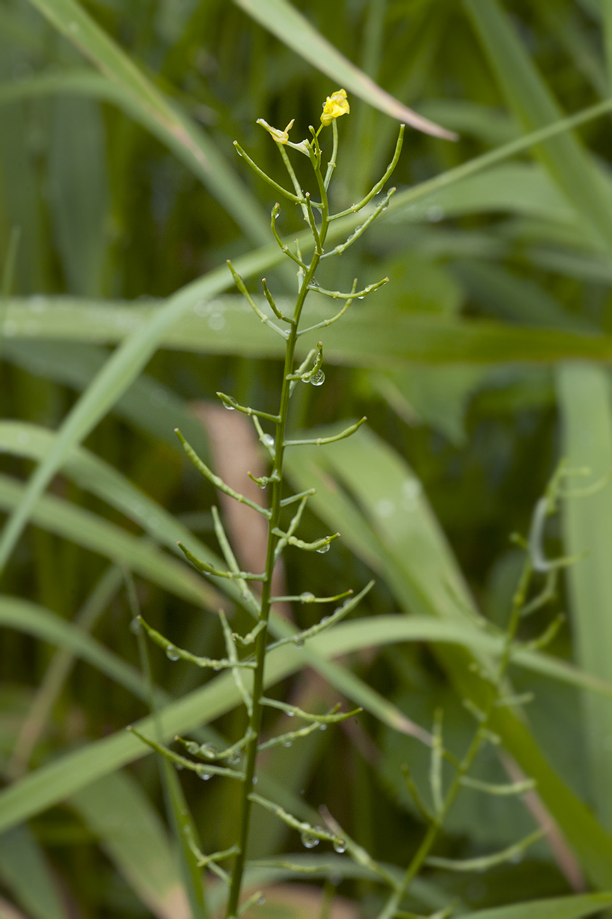 Image of Barbarea arcuata specimen.