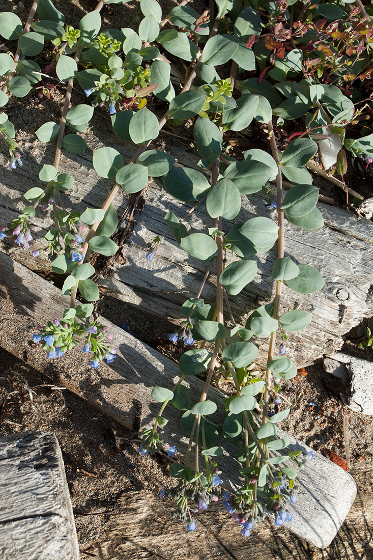 Изображение особи Mertensia maritima.