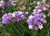 Смотреть изображение Limonium sinuatum