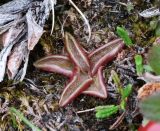 Pinguicula alpina. Розетка листьев. Коми, Интинский р-н, Приполярный Урал, хр. Росомаха, водораздел р. Балбанъю и руч. Еркусей, западные отроги г. Чёрная, скально-осыпные выходы доломитов на крутом склоне. 05.08.2017.