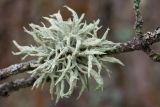 Evernia mesomorpha