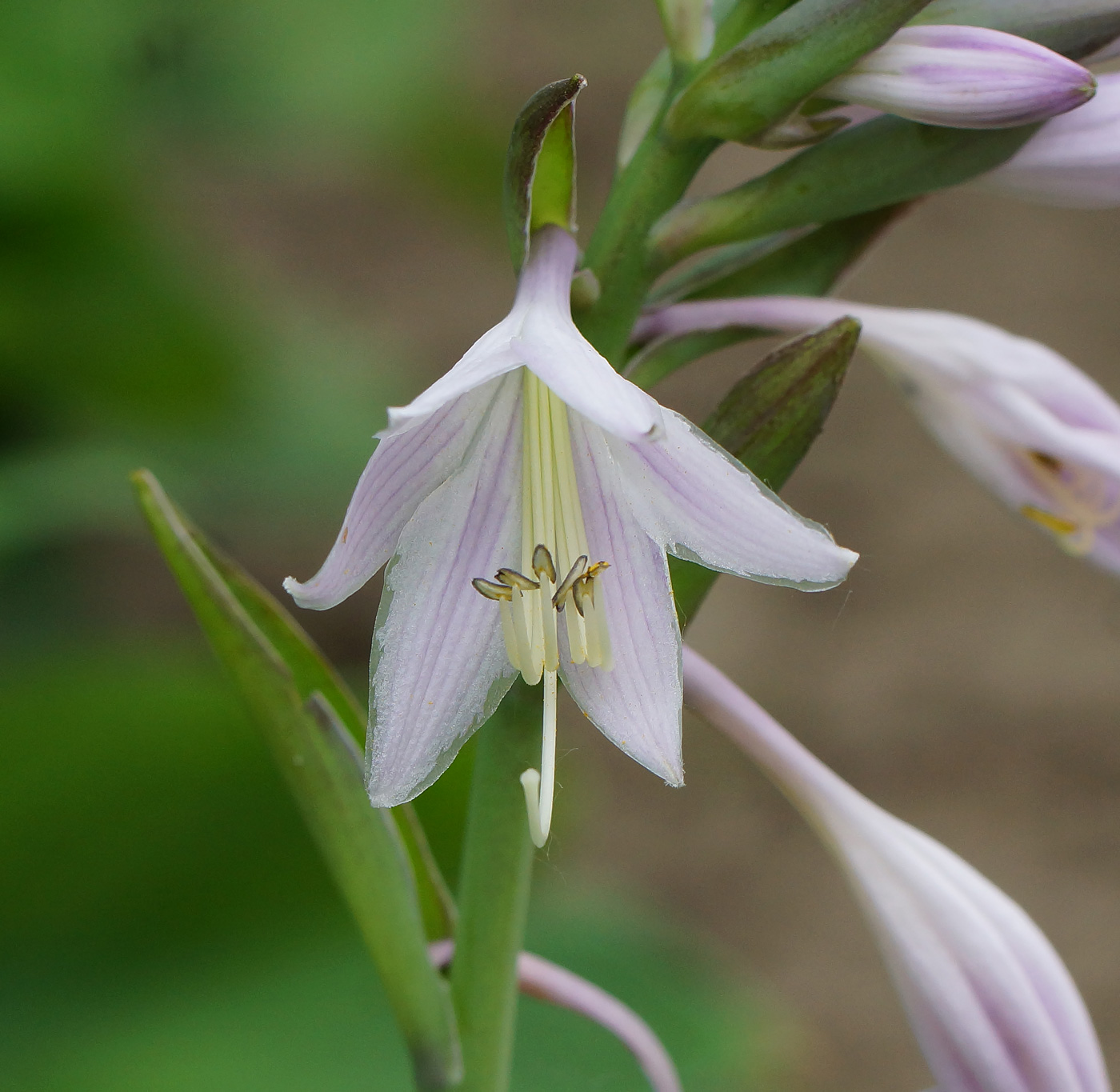 Image of genus Hosta specimen.