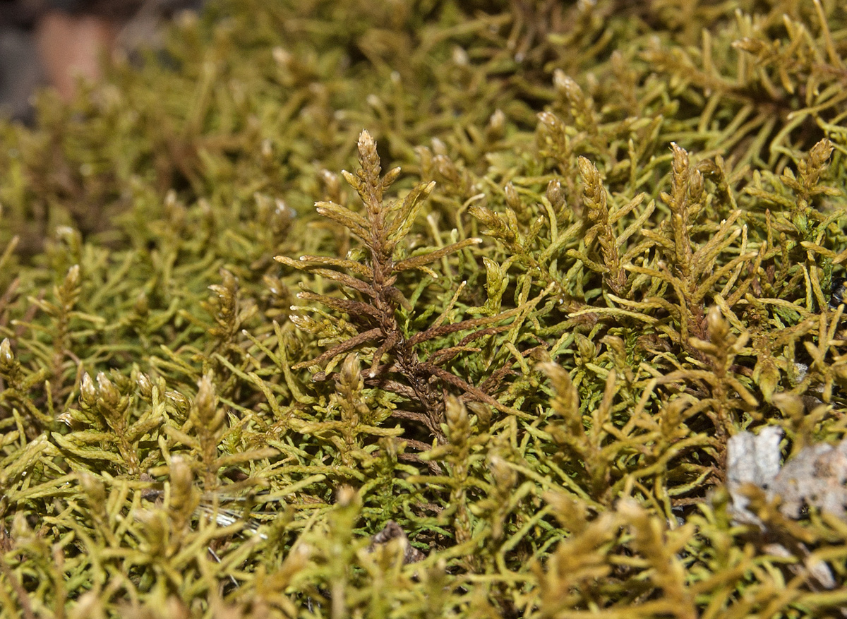 Image of Abietinella abietina specimen.