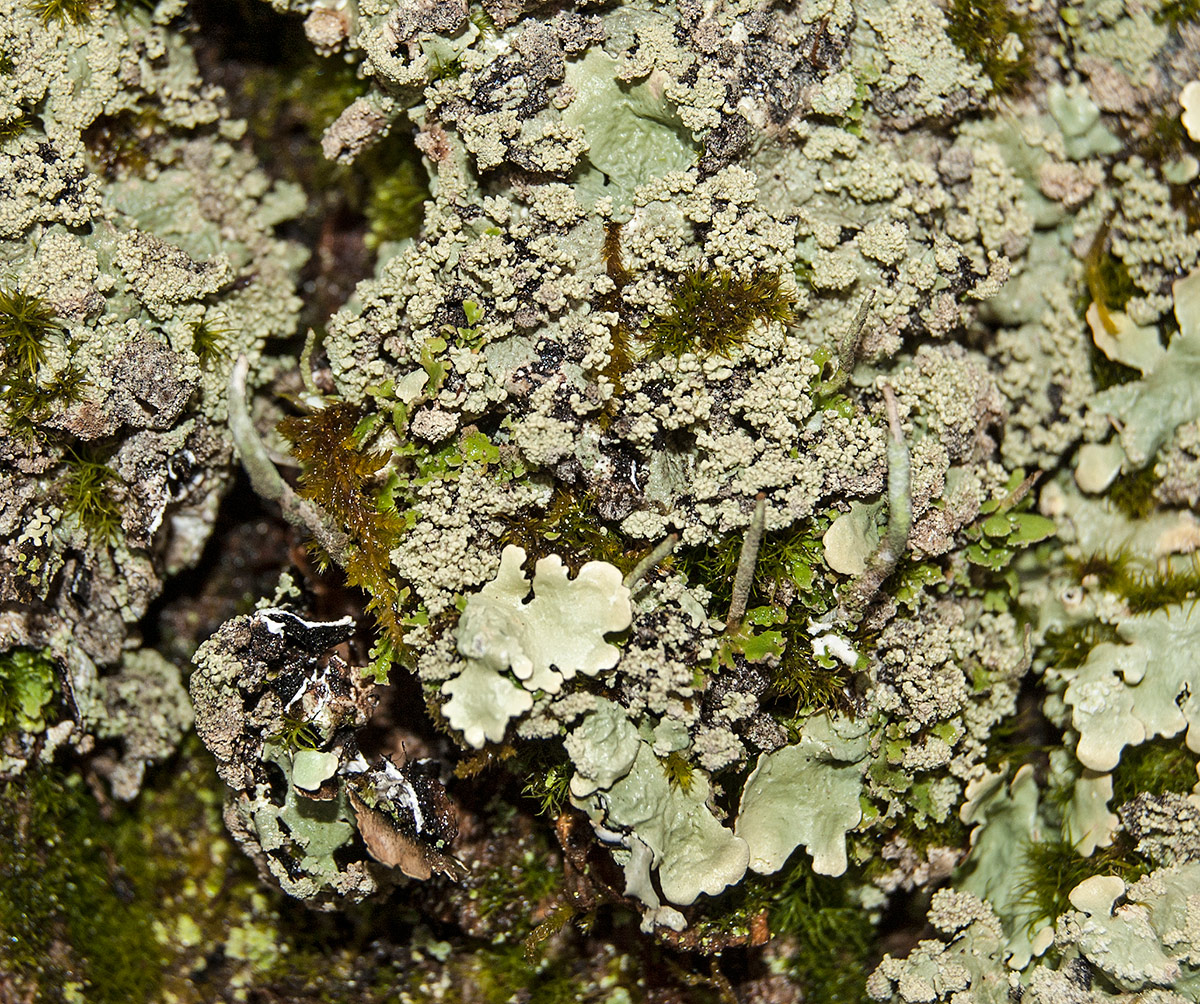 Image of Flavoparmelia caperata specimen.