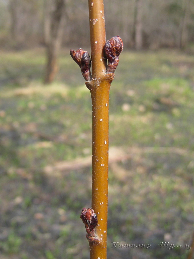 Image of Alnus incana specimen.