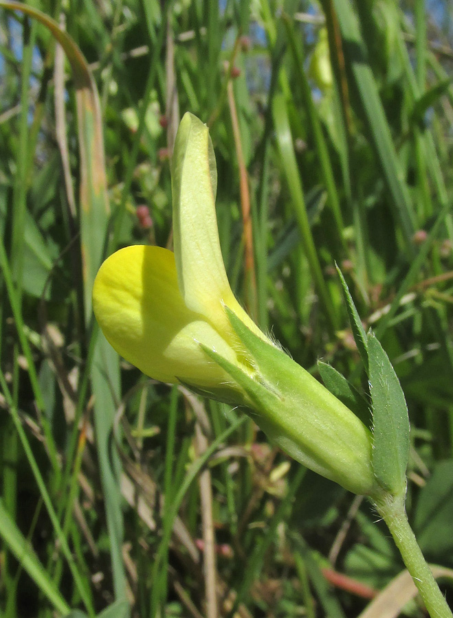 Image of Lotus maritimus specimen.