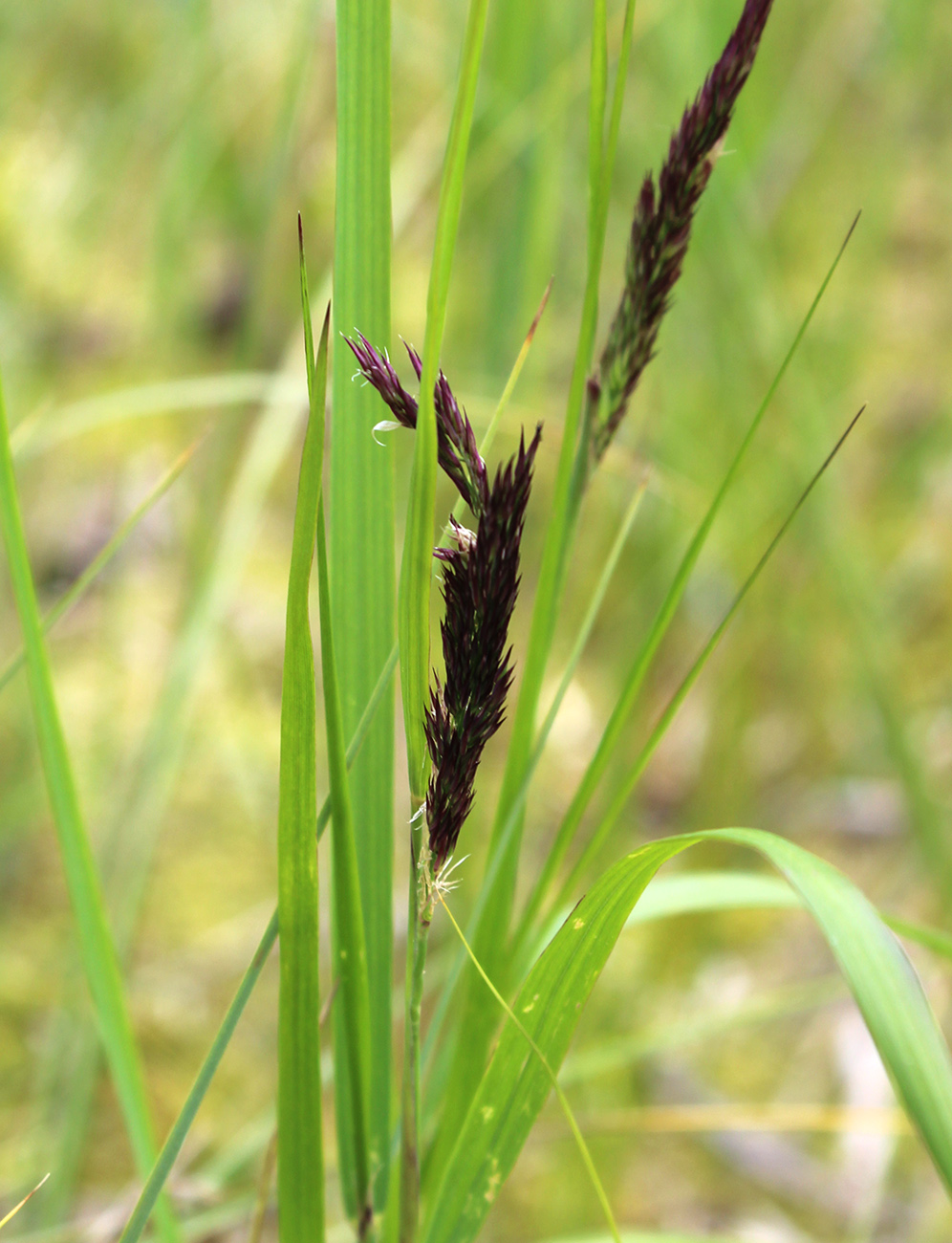 Image of Calamagrostis canescens specimen.