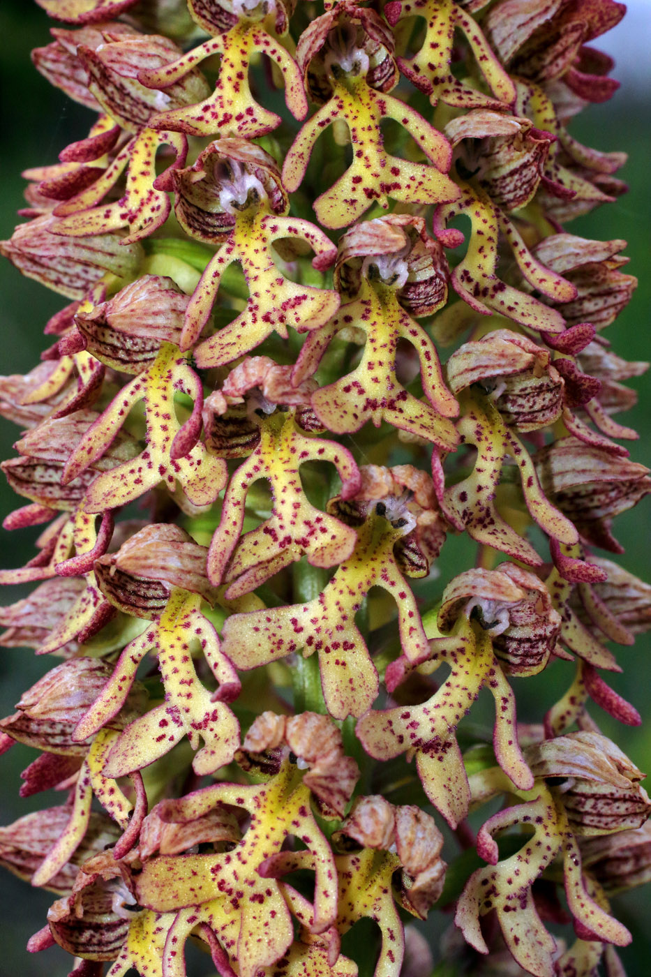 Image of Orchis &times; wulffiana nothosubsp. suckowii specimen.