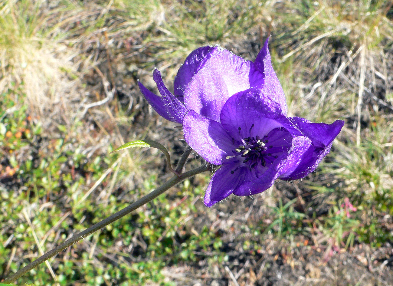 Изображение особи Aconitum delphiniifolium.