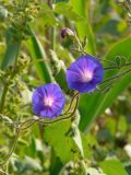 Ipomoea purpurea