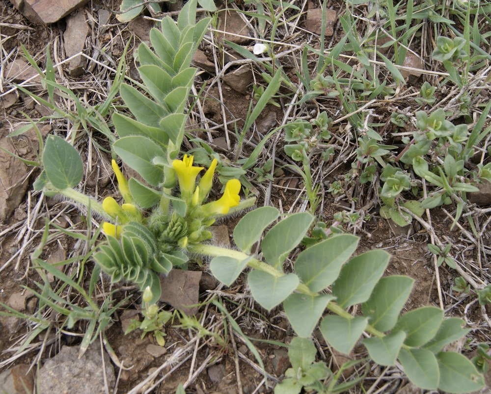 Image of genus Astragalus specimen.