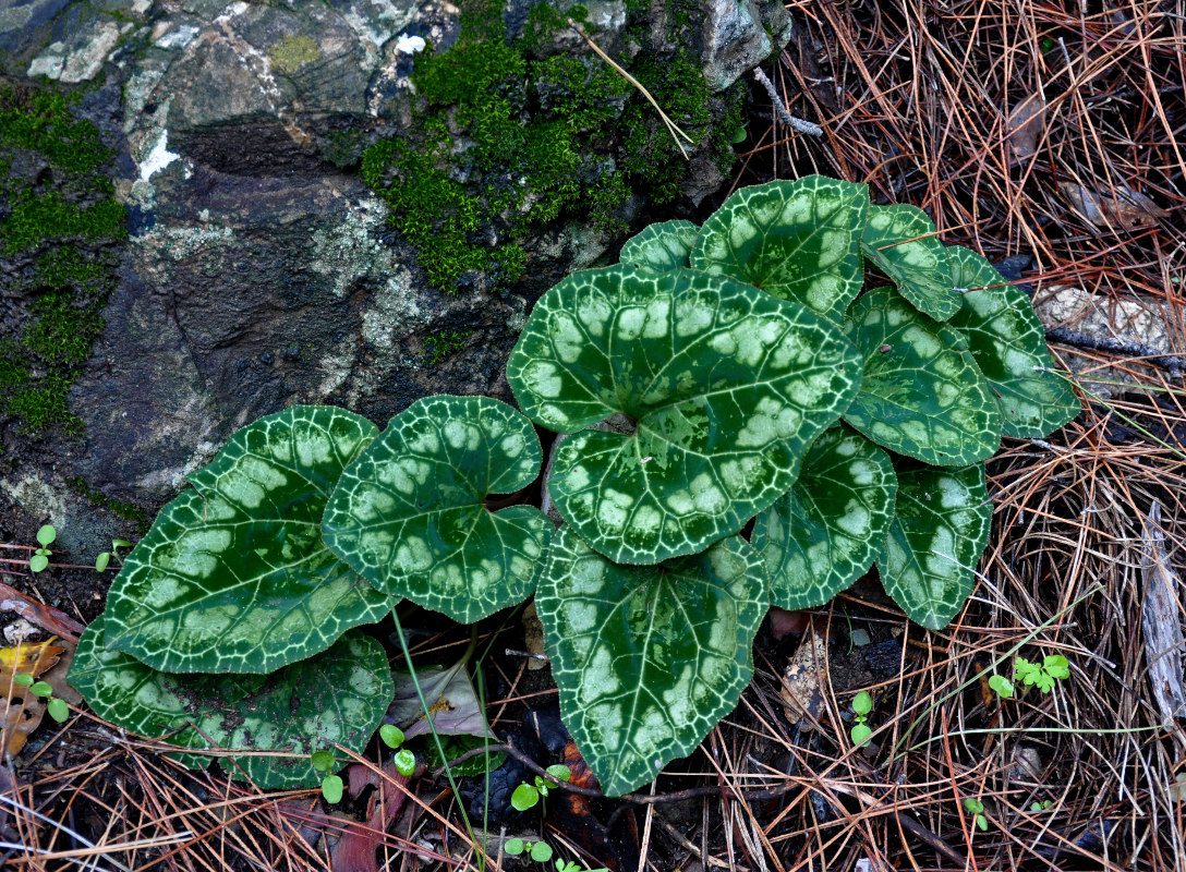 Image of Cyclamen persicum specimen.