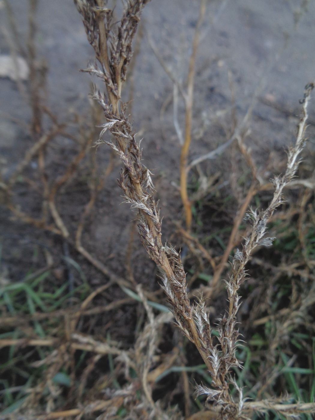 Image of Amaranthus albus specimen.