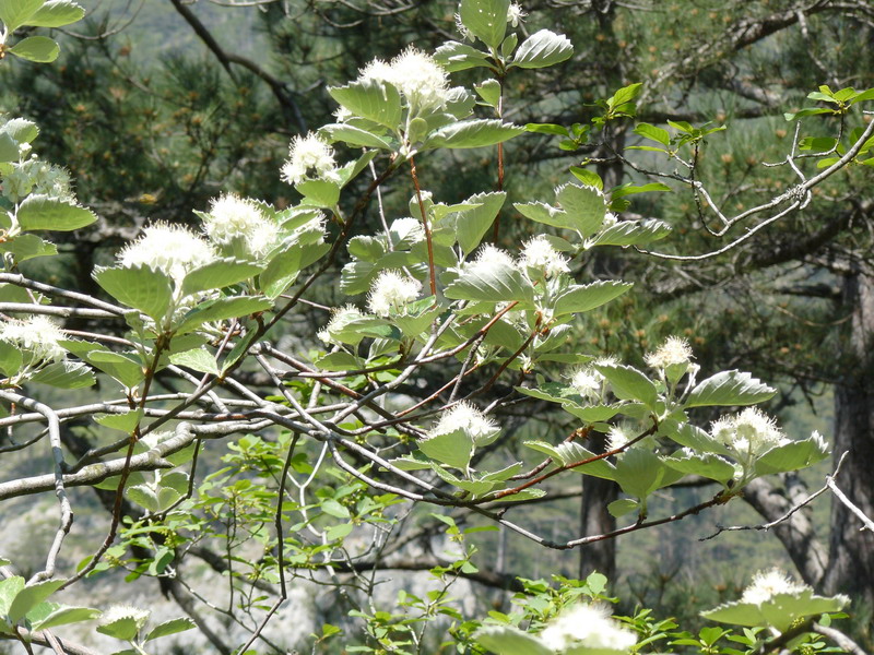 Изображение особи Sorbus tauricola.