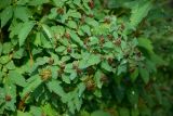 Spiraea chamaedryfolia. Фрагмент плодоносящего растения после дождя. Кировская обл., г. Киров, Ботанический сад Вятского государственного университета, в культуре. 07.07.2018.