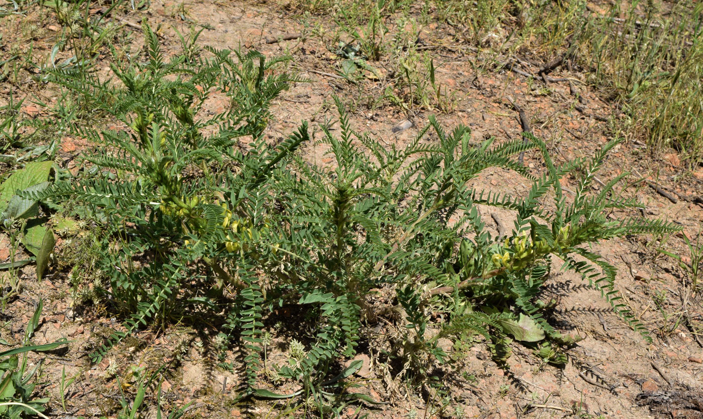 Image of Astragalus turkestanus specimen.