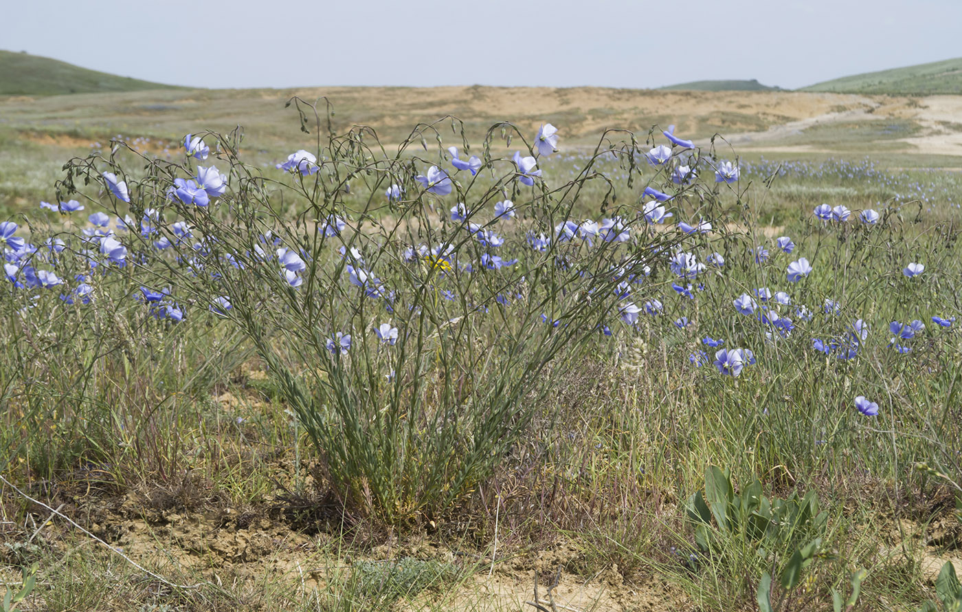 Image of Linum austriacum specimen.