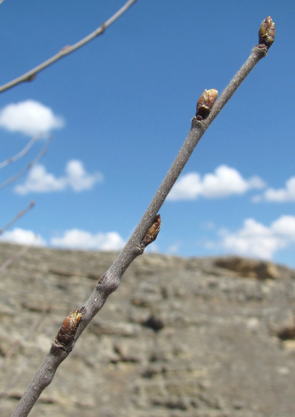 Image of genus Betula specimen.